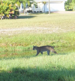 Bobcat strolls across the back lawn